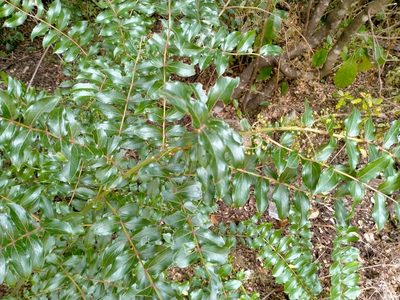 Coriaria sarmentosa, photographed by John Barkla