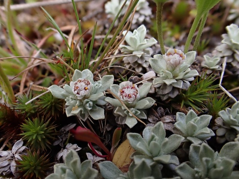 Ewartia nubigena, photographed by Nina Kerr