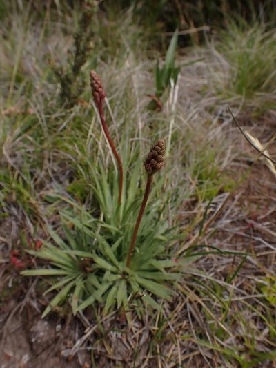 Stylidium montanum, photographed by Nina Kerr