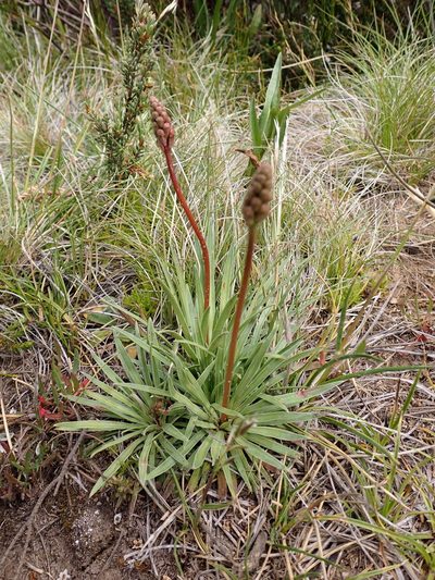 Stylidium montanum, photographed by Nina Kerr