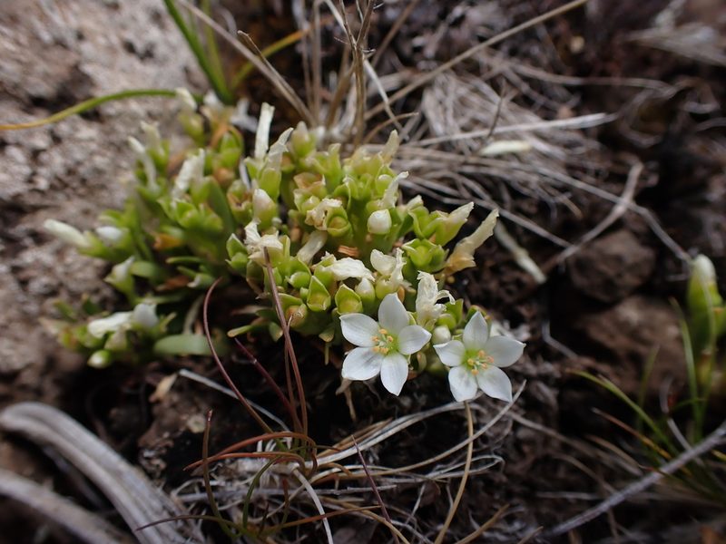Montia australasica, photographed by Nina Kerr