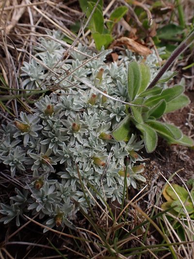 Argyrotegium nitidulum, photographed by Nina Kerr