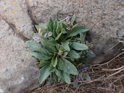 Ajuga australis, photographed by Nina Kerr
