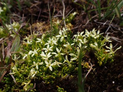 Stackhousia pulvinaris, photographed by Nina Kerr