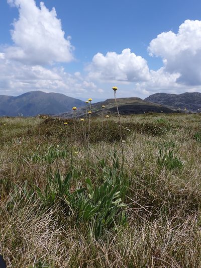 Craspedia lamicola, photographed by Nina Kerr