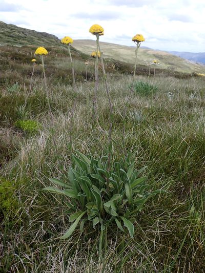 Craspedia lamicola, photographed by Nina Kerr
