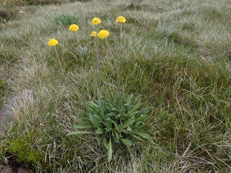Craspedia lamicola, photographed by Nina Kerr