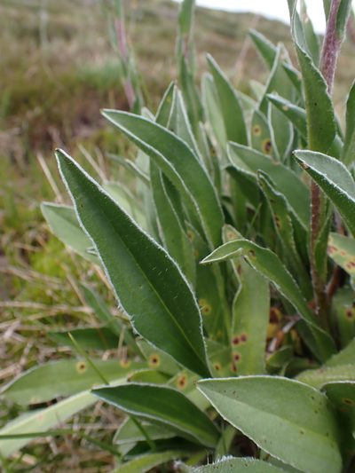 Craspedia lamicola, photographed by Nina Kerr