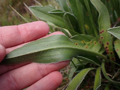 Craspedia lamicola, photographed by Nina Kerr