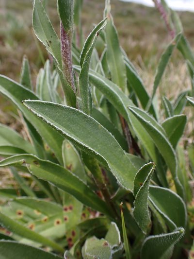 Craspedia lamicola, photographed by Nina Kerr