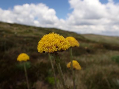 Craspedia lamicola, photographed by Nina Kerr