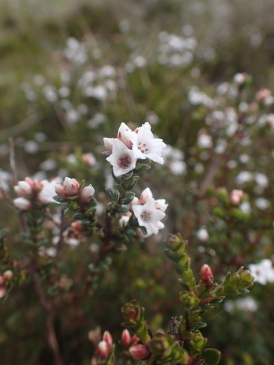 Epacris celata, photographed by Nina Kerr