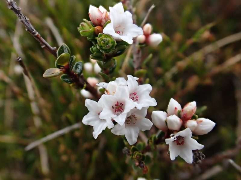 Epacris celata, photographed by Nina Kerr