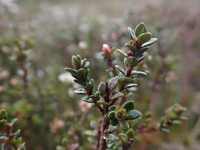 Epacris celata, photographed by Nina Kerr