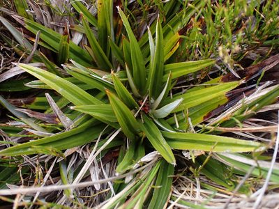 Astelia alpina, photographed by Nina Kerr