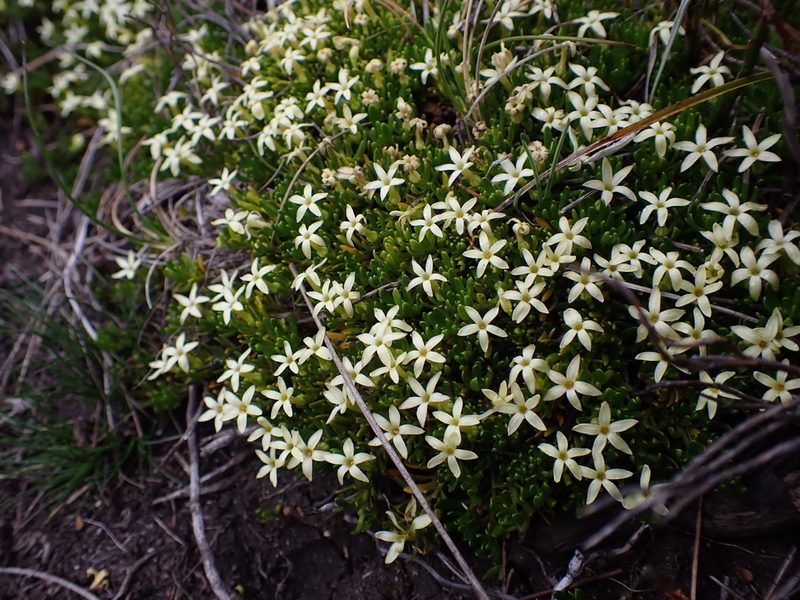 Stackhousia pulvinaris, photographed by Nina Kerr