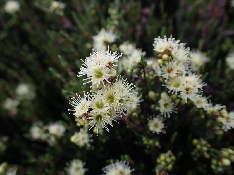 Kunzea muelleri, photographed by Nina Kerr