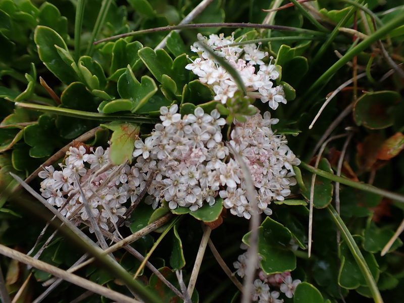 Trachymene humilis, photographed by Nina Kerr
