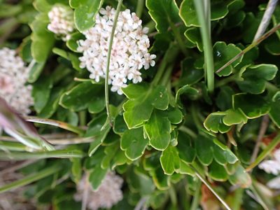 Trachymene humilis, photographed by Nina Kerr
