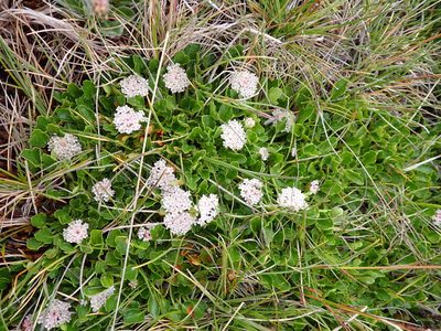 Trachymene humilis, photographed by Nina Kerr