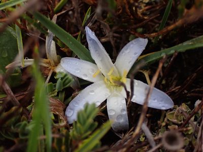 Herpolirion novae-zelandiae, photographed by Nina Kerr