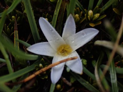 Herpolirion novae-zelandiae, photographed by Nina Kerr
