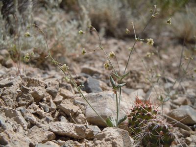 Eriogonum maculatum, photographed by Matt Lavin