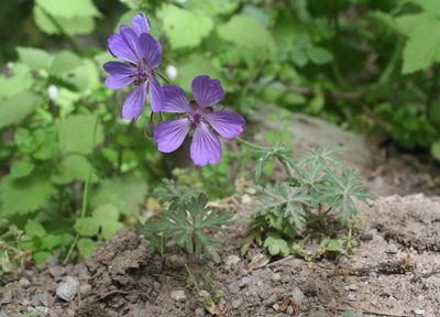 Geranium malviflorum, photographed by Oleg Kosterin
