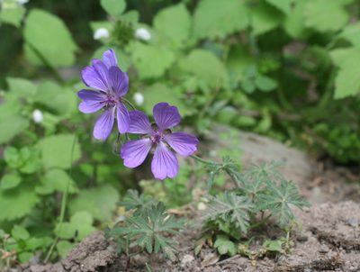Geranium malviflorum, photographed by Oleg Kosterin