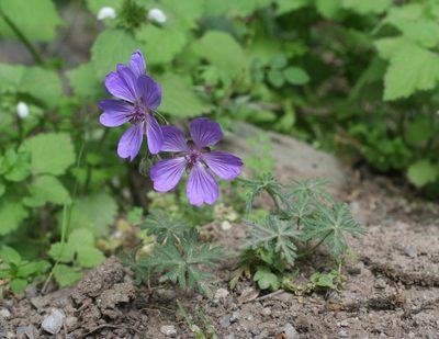 Geranium malviflorum, photographed by Oleg Kosterin
