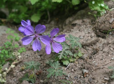 Geranium malviflorum, photographed by Oleg Kosterin