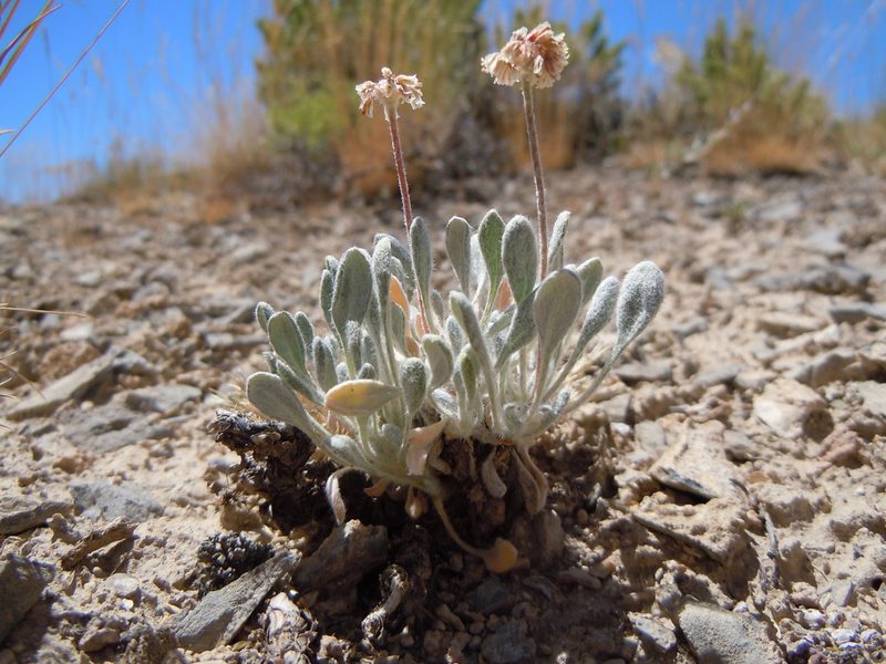 Eriogonum mancum, photographed by Matt Lavin
