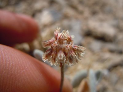Eriogonum mancum, photographed by Matt Lavin