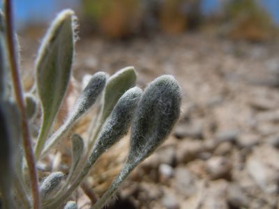 Eriogonum mancum, photographed by Matt Lavin