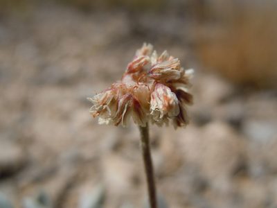 Eriogonum mancum, photographed by Matt Lavin