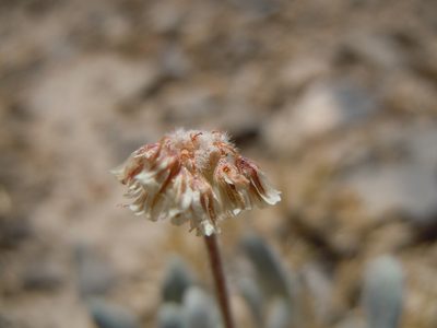 Eriogonum mancum, photographed by Matt Lavin