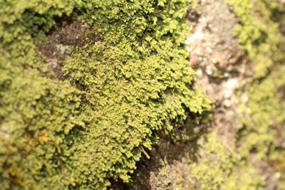 Radula buccinifera, photographed by Em Lamond