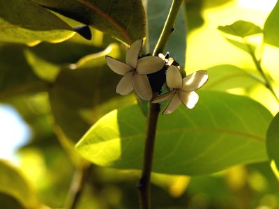 Diospyros paniculata, photographed by Dinesh Valke