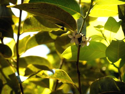 Diospyros paniculata, photographed by Dinesh Valke