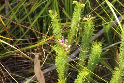 Gompholobium confertum, photographed by Em Lamond