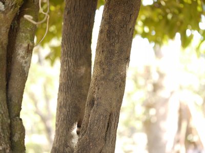 Diospyros paniculata, photographed by Dinesh Valke