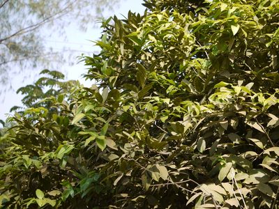 Diospyros paniculata, photographed by Dinesh Valke