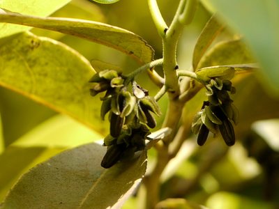Diospyros paniculata, photographed by Dinesh Valke