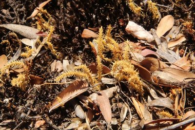 Selaginella gracillima, photographed by Em Lamond