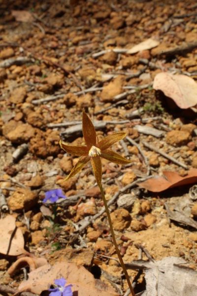 Thelymitra fuscolutea, photographed by Em Lamond