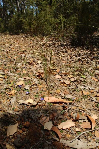 Thelymitra fuscolutea, photographed by Em Lamond