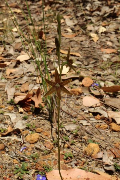 Thelymitra fuscolutea, photographed by Em Lamond