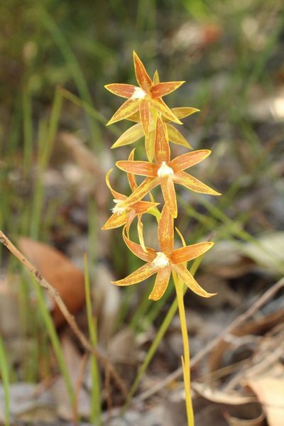 Thelymitra fuscolutea, photographed by Em Lamond