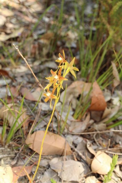 Thelymitra fuscolutea, photographed by Em Lamond
