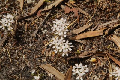 Stylidium guttatum, photographed by Em Lamond